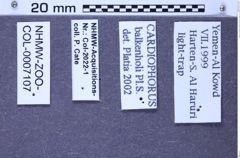 Etiketten zu Cardiophorus balkenohli (Platia & Schimmel, 1997) (NHMW-ZOO-COL-0007107)